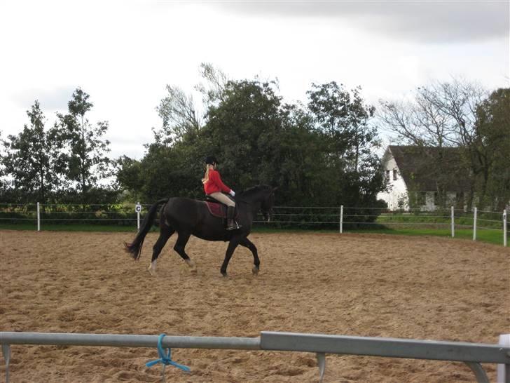 Oldenborg Eloise (solgt) billede 2