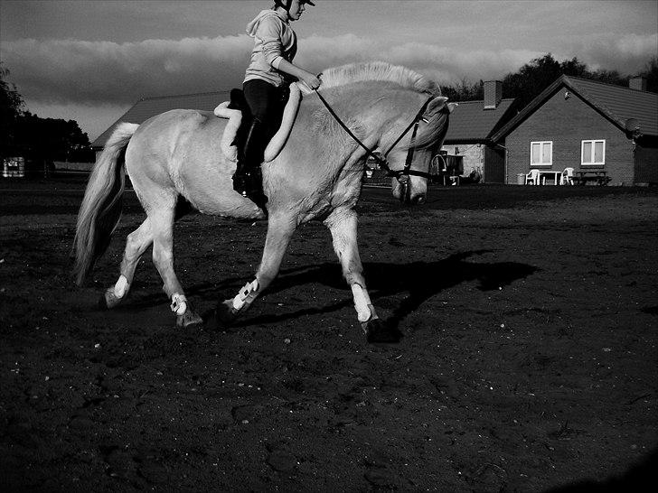 Anden særlig race Mulle   - *NYT* taget D. 12 Oktober 2010 billede 14