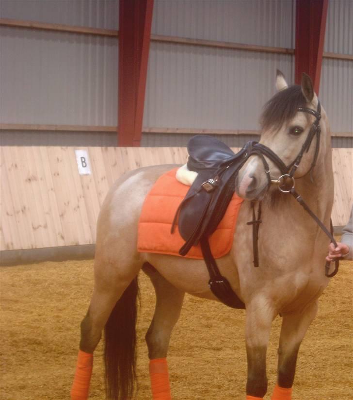 DSP Blanke - Solgt - det nye look billede 7