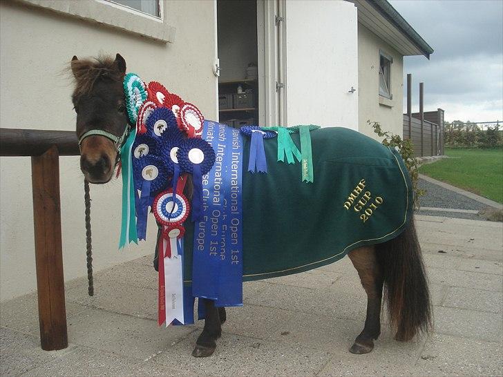 Dansk Miniature Brunebjerggårds Sahara - Vores "høst" i 2010- ialt 18 placeringer :) billede 11