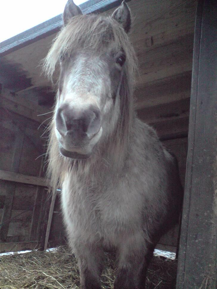 Anden særlig race Hekla  - vintervejr , hun er så busket ! <3 billede 1