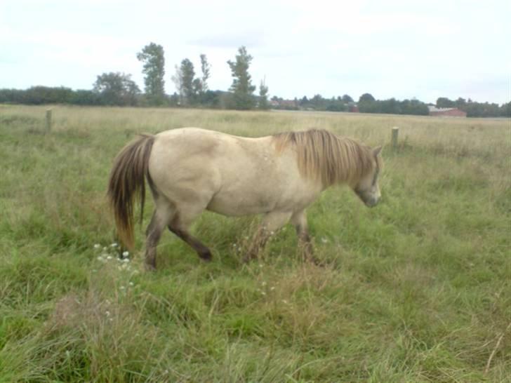 Anden særlig race Hekla  billede 2