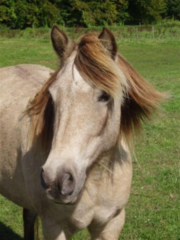 Anden særlig race Hekla  - Hekla , ikke et billede jeg har taget .. billede 3