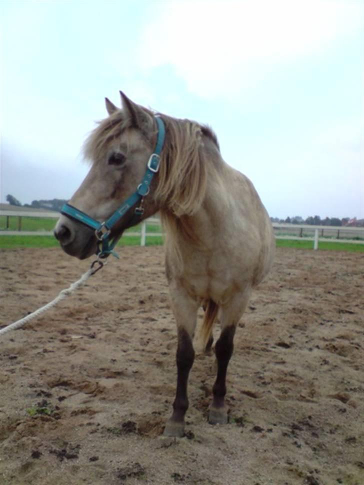 Anden særlig race Hekla  - taget efter en ride tur , hvor vi hyggede lidt inde på banen :) billede 4