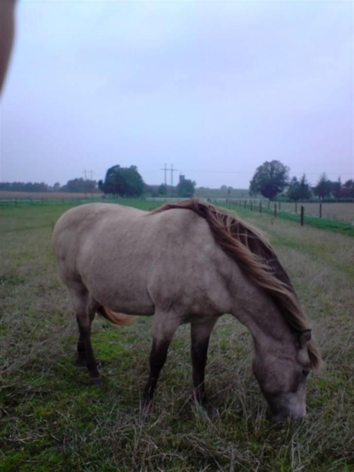 Anden særlig race Hekla  - hekla :) billede 5