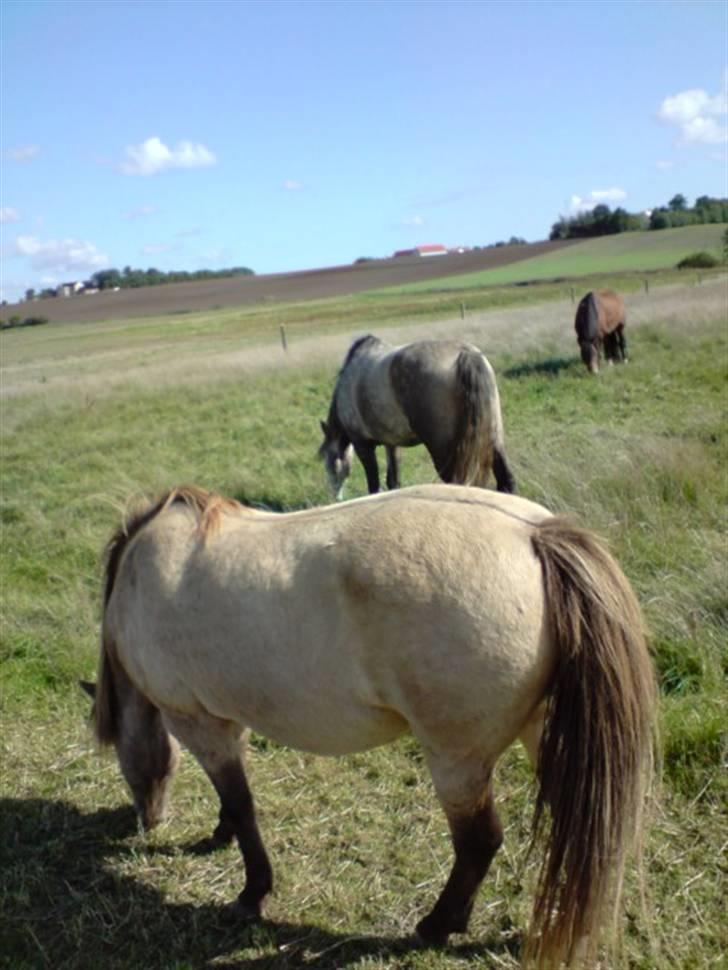 Anden særlig race Hekla  - hekla er den forest :)  tog det da jeg sad på Bellis :b billede 6
