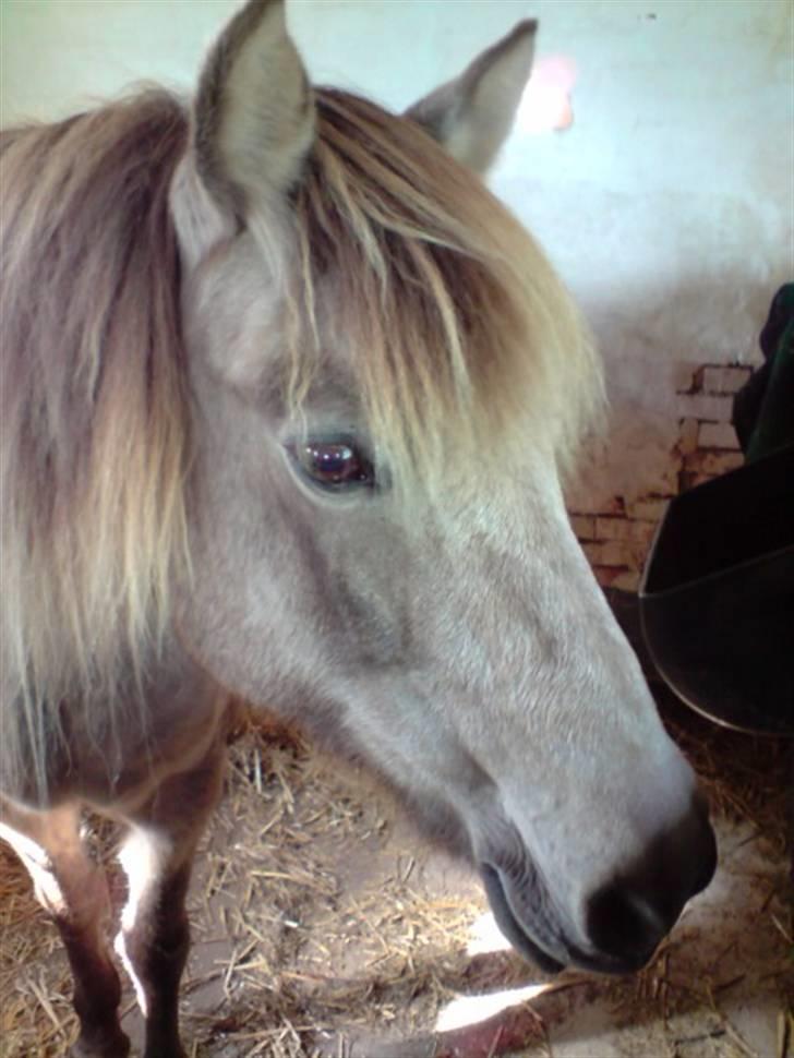 Anden særlig race Hekla  - efter lidt hygge og strigling inde i stalden :) billede 7