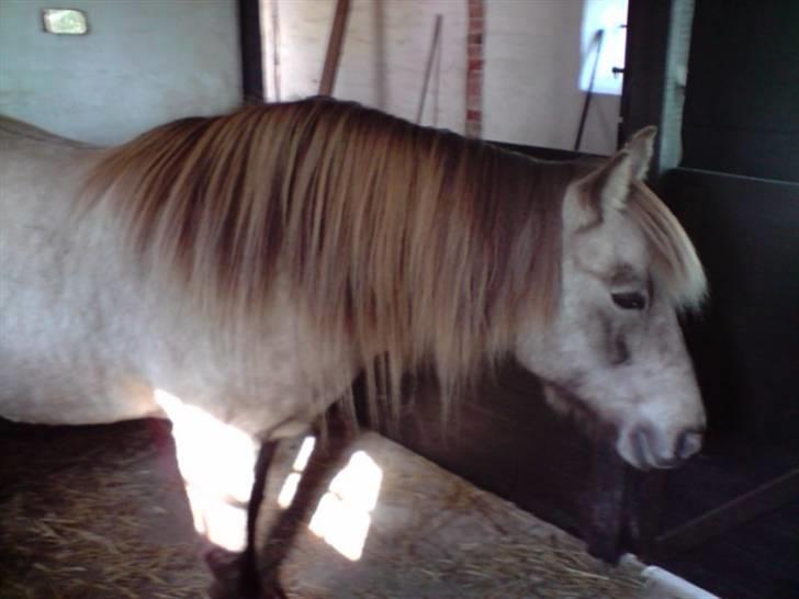 Anden særlig race Hekla  - efter lidt hygge og strigling inde i stalden :) billede 8