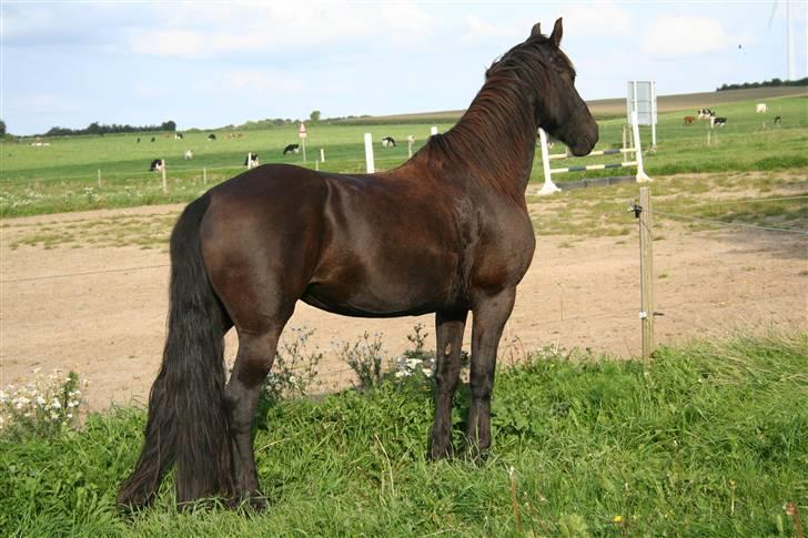 Frieser Carla R.I.P - Carla i fuld figur lidt bagfra:) nyt taget d20 september 08 billede 19