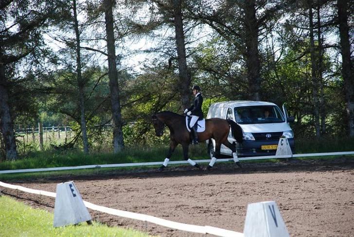 Dansk Varmblod HeinsgaardensCarl*R.I.P*  billede 18