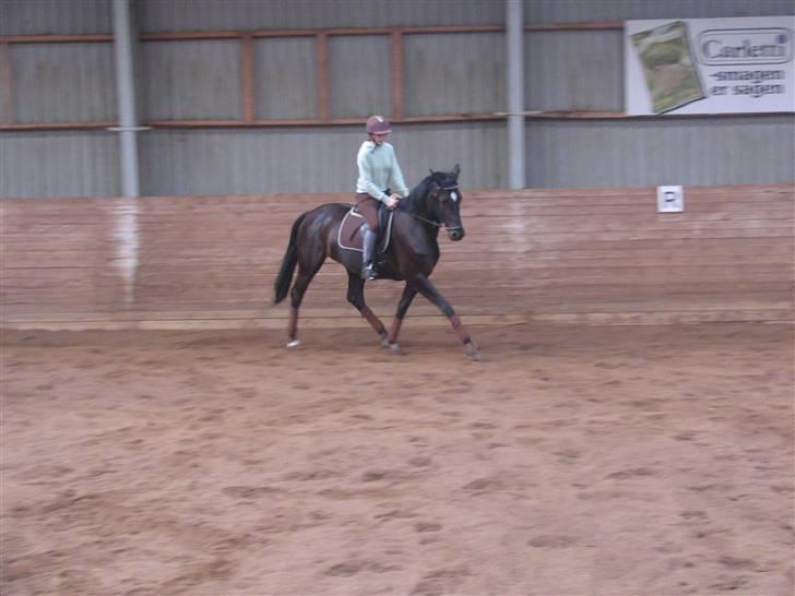 Dansk Varmblod Shania (død) - 19. Træning 20. september 2008 Foto Trine billede 19