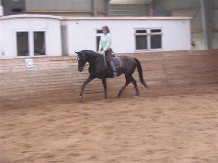 Dansk Varmblod Shania (død) - 20. Træning 20. september 2008 Foto Trine billede 20