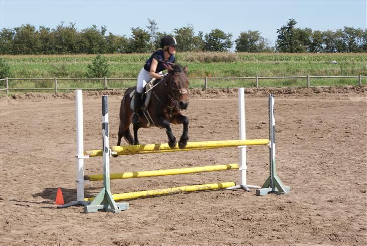 Anden særlig race Gimsi - himmelen har fået en ny stjerne<3 - Stævne på Snorgaarden, August 2008. billede 1