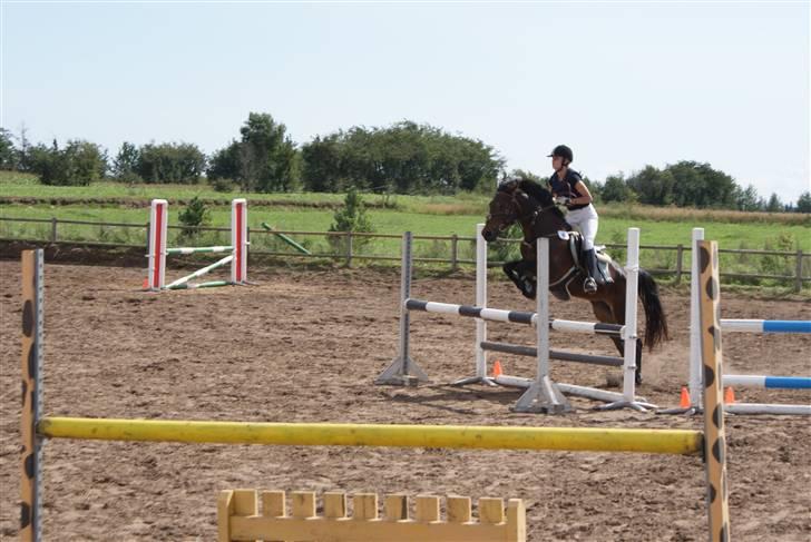 Anden særlig race Gimsi - himmelen har fået en ny stjerne<3 - Stævne på Snorgaarden, August 2008. billede 2