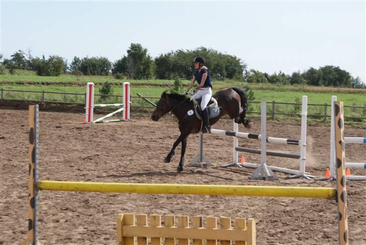 Anden særlig race Gimsi - himmelen har fået en ny stjerne<3 - Stævne på Snorgaarden, August 2008. billede 3