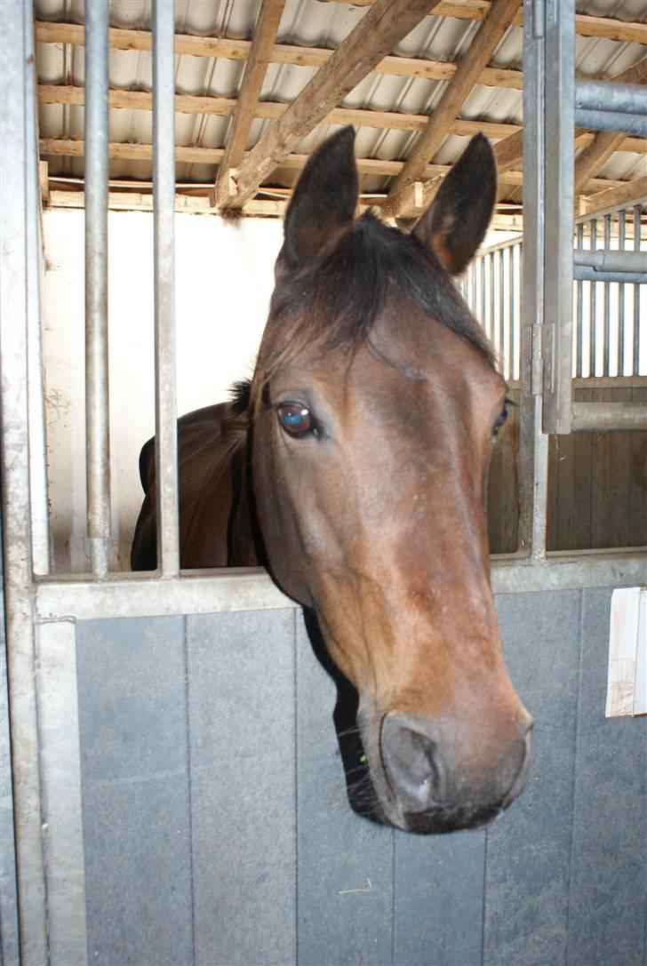 Anden særlig race Gimsi - himmelen har fået en ny stjerne<3 - Gimsi på Snorgaarden, August 2008. billede 6