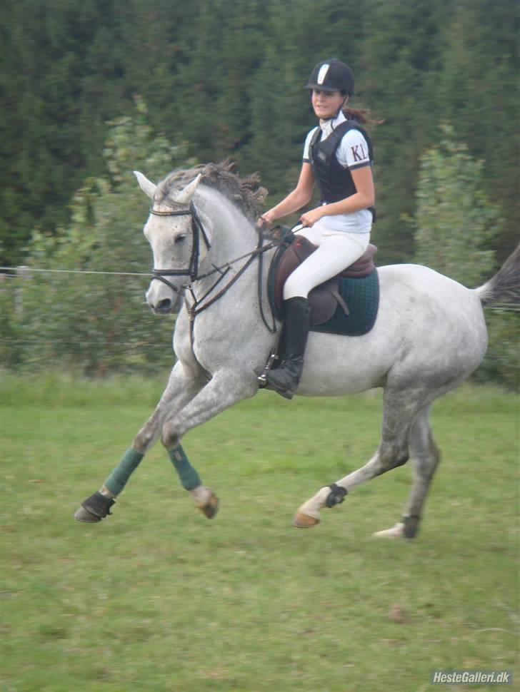 Anden særlig race Gin De Nemus Gandi |SOLGT - Stævne 20/9-09 på Gandi.. Vandt LD´en. Foto : Sofie Kjeldgaard - AS-foto. billede 8