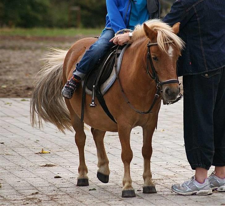 Shetlænder | viola - 11#  Viola som hun ser ud nu (: ude på rideskolen (L) Foto: Melanie Brauckhoff<3 billede 11