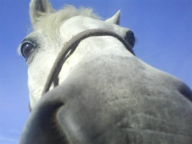 Welsh Pony af Cob-type (sec C) Little Ghost *x-part* <3 - Hans super dejlige hoved! <3 billede 9