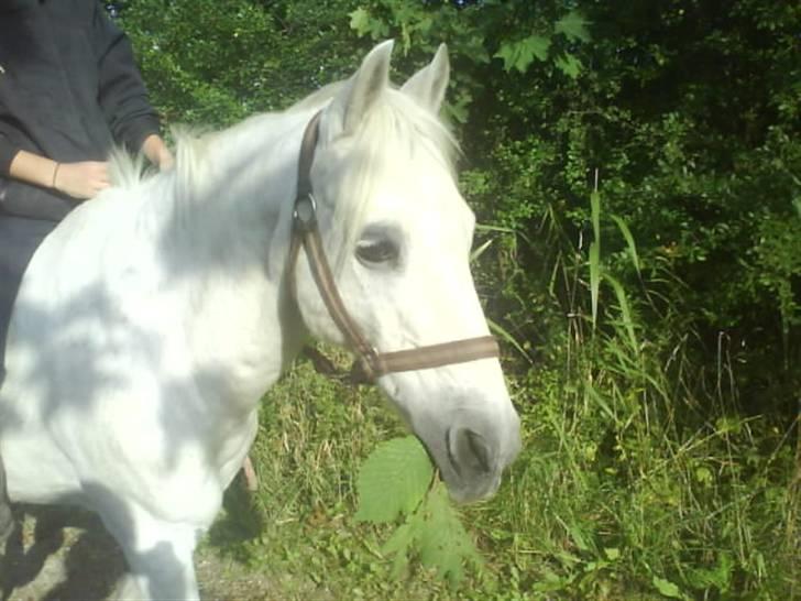 Welsh Pony af Cob-type (sec C) Little Ghost *x-part* <3 - "Jeg spiser lige lidt på vejen, ikke?" xD billede 10