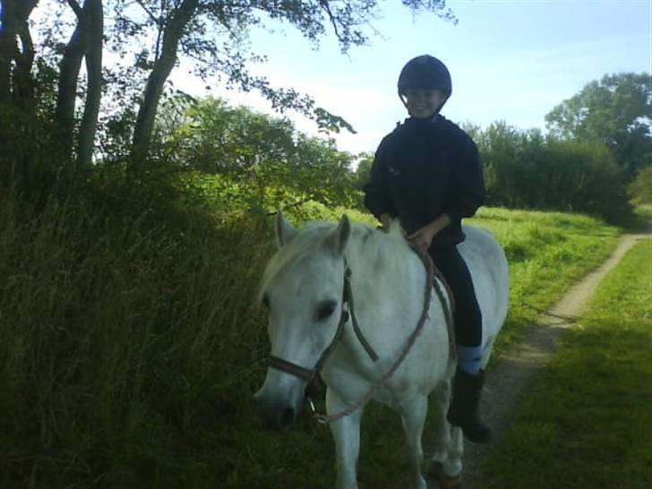 Welsh Pony af Cob-type (sec C) Little Ghost *x-part* <3 - En lille tur på stien! xD billede 11