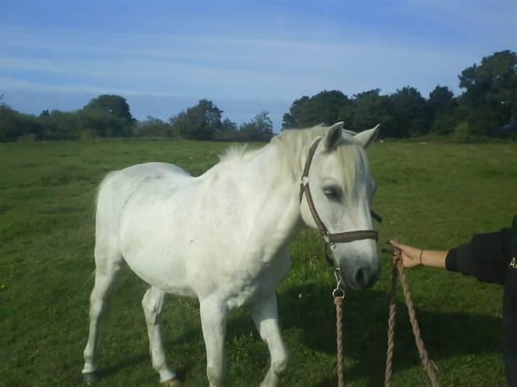 Welsh Pony af Cob-type (sec C) Little Ghost *x-part* <3 - Kig på fotografen! xD <3 billede 12