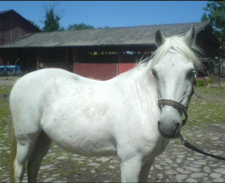 Welsh Pony af Cob-type (sec C) Little Ghost *x-part* <3 - Han står så fint! xD <3 billede 13