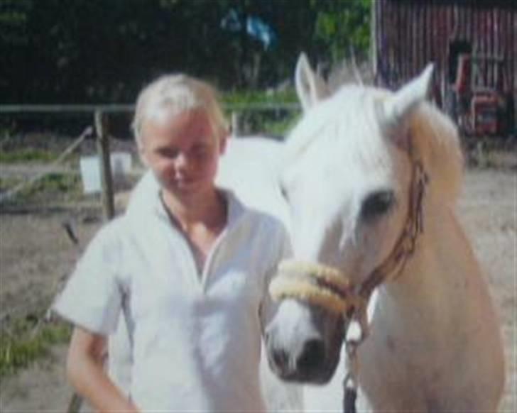 Welsh Pony af Cob-type (sec C) Little Ghost *x-part* <3 - Lige efter et military-stævne :D <3 billede 14