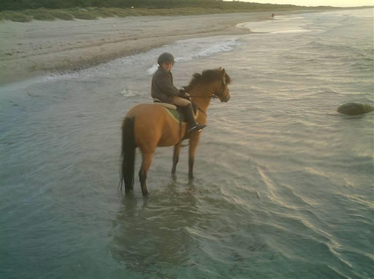 Irsk Sportspony Yellow Star<'3 - Yellow og mig på stranden, vi elsker vand =D billede 8