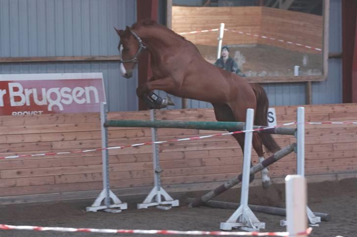 Dansk Varmblod Kgs. Hørgaard Luna billede 9