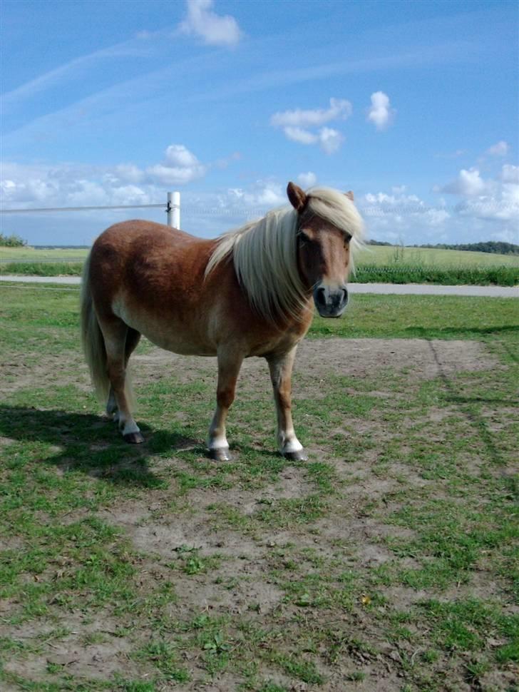 Shetlænder Mosbækmindes Pricilla - - På folden. Skønherlig :D billede 17