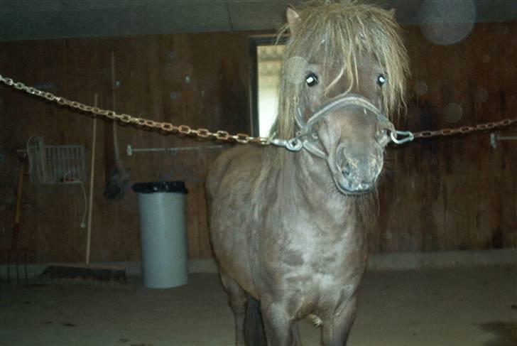 Shetlænder Silvermoon - silver da jeg fik ham. ikke glad underernæret og møg beskidt billede 6