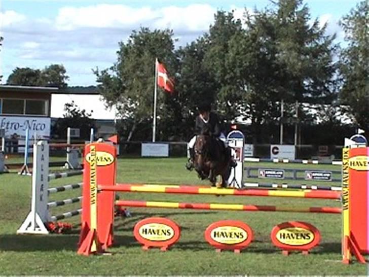 Anden særlig race Pingo (solgt) - MA Kalle. billede 15