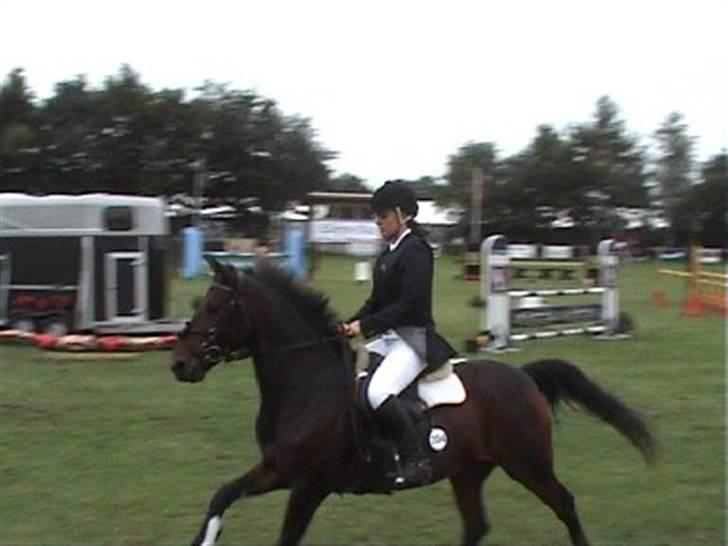 Anden særlig race Pingo (solgt) - Kallehavegaard. billede 18