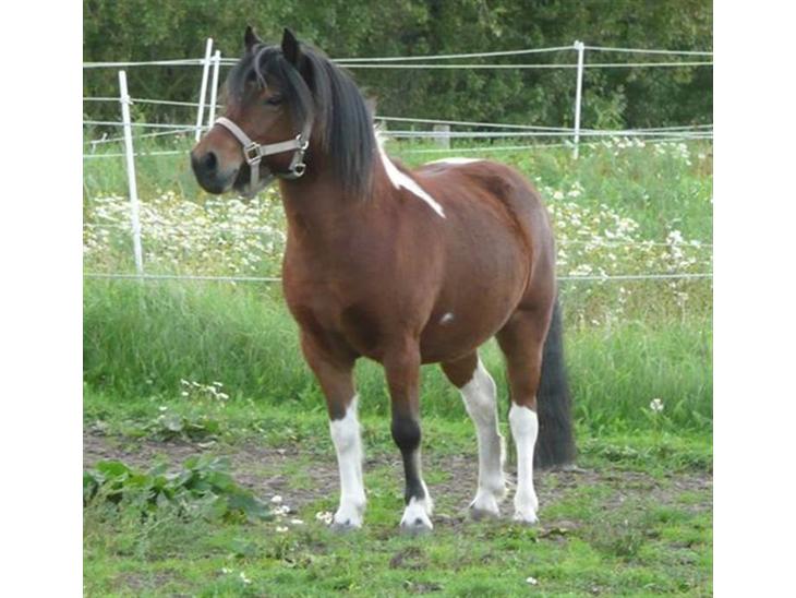 {{currentPhoto.altText}} billede {{currentPhoto.number}}