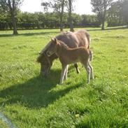 Anden særlig race molly sofie