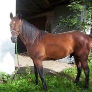 Traver Prim *Svensker* - SOLGT! - R.I.P. d. 12.09.2011