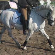 Welsh Pony (sec B) Lyngvejens Komet (solgt)