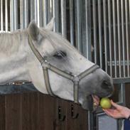 Welsh Pony (sec B) Lyngvejens Komet (solgt)