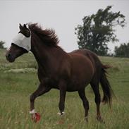 Anden særlig race Miss trixie bell 