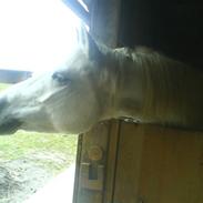 Connemara Nørlunds Melanie