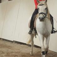 Connemara Nørlunds Melanie