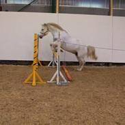 Connemara Nørlunds Melanie