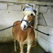 Haflinger Aslan