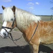 Haflinger Aslan