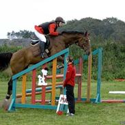 Dansk Varmblod Loutina B