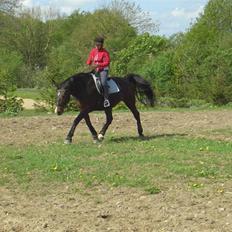Anden særlig race Herkules