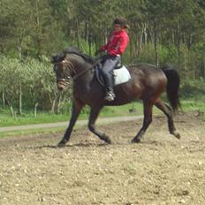 Anden særlig race Herkules