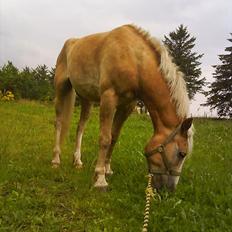 Haflinger Alsace 