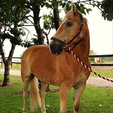 Haflinger Stabejs 